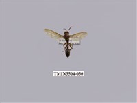 藏品(變側異腹胡蜂)的圖片